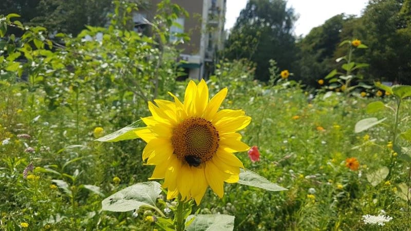 Die neue Insektenwiese in Berlin